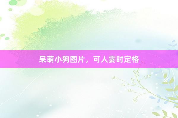 呆萌小狗图片，可人霎时定格